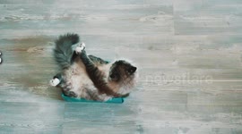 Climbing up curtains, pinching dinner off the side and knocking over ornaments are just some of the ways Britain’s cats are running rings round their owners