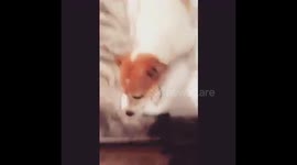 JackRussell gets super protective over my Purple Pillow