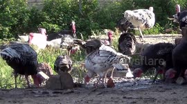 TURKEYS SCRAMBLE FOR FOOD