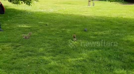 Cheeky squirrels