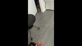 Dog stuck behind door
