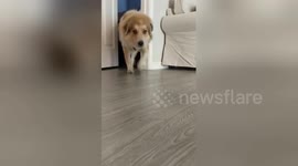 Hurricane rescue dog Max conquers his fear of partially closed doors