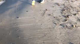 Walking on the sandy beach by the ocean