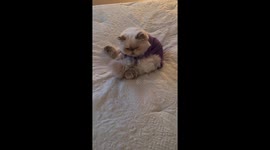 When the owners go to work