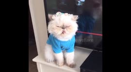 Cool Cat