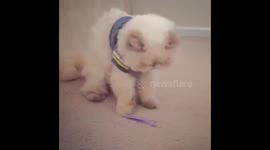 Cat Dominating Tweezers