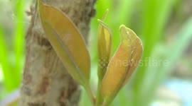 leaves