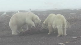 Two Polar Bears sharing a carcass - Svalbard cruise