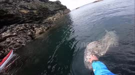 Incredible moment seal enjoys being petted by British kayaker