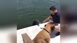 Newsflare Edit - Dolphin & Doggie friends