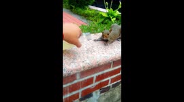 Squirrel taking sip from human