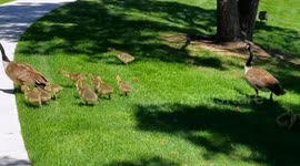 Cute Goslings run and play chase