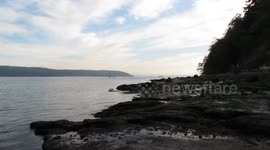 Sea Squirts, Point Defiance, Tacoma, WA, USA