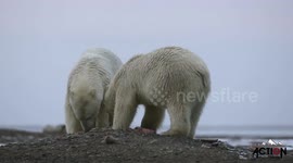 Polar Bear Feast