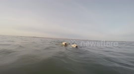Swimming With Polar Bears