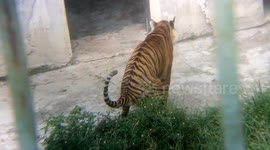 Sumatran tiger looks funny when defecating