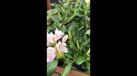 In the hardware shop buying small flower pots