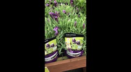 In the hardware shop buying small flower pots