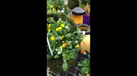 Hardware shop - flowers in the pots