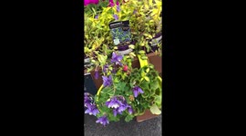 Hardware shop - flowers in the pots