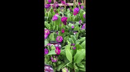 Hardware shop - flowers in the pots