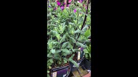 Hardware shop - flowers in the pots