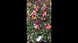 Hardware shop - flowers in the pots