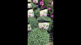 Hardware shop - flowers in the pots