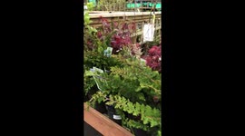 Hardware shop - flowers in the pots