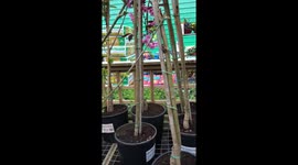 Hardware shop - flowers in the pots
