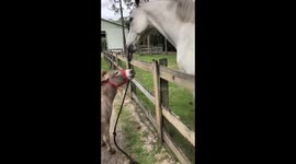 Miniature donkey vs large horse: who's walking who?