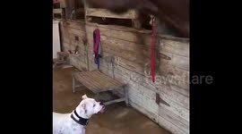 Barn Buds
