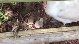 Mama Swan Protecting her new little baby cygnet