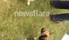 Essex Dog Day