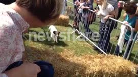Benny and Willow Do The Hurdles