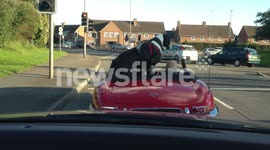 Giant dog in convertible car