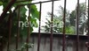 Typhoon Bopha / Pablo Strike in Davao City, Philippines ( December 4, 2012 )