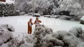 Lions in the Snow