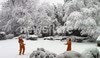 Lions in the snow
