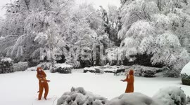 Lions in the snow