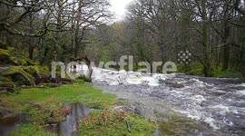 fast flooded river dart, dartmoor, devon