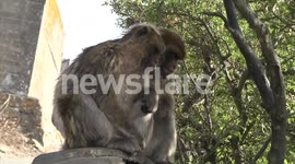 barbary apes of gibraltar