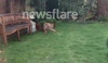 Fox scavenging in London garden