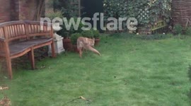 Fox scavenging in London garden