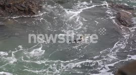 sea bird with catch  cormorant under threat  by anglian trust uk