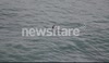 seals under threat from pollution and fishing nets