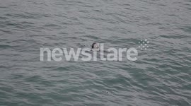 seals under threat from pollution and fishing nets