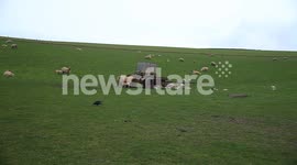 Schmallenberg disease ,NSA urges sheep farmers to fill in lambing survey The long awaited lamb survey uk