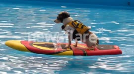Duma The wakeboarding, boat driving dog. Part II