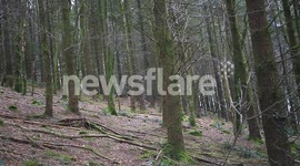 wild deer ,dartmoor forrest,devon